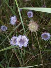 Jasione montana
