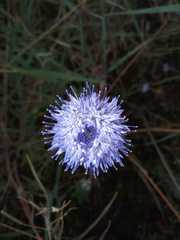 Jasione montana