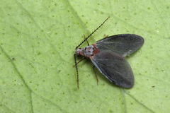 Monophlebidae