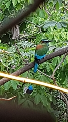 Eumomota superciliosa