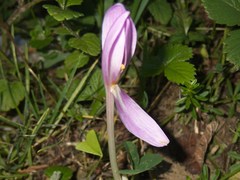 Crocus serotinus