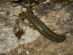 Geomalacus maculosus