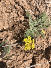 Lomatium foeniculaceum