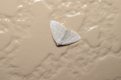 Lomographa subspersata