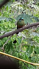 Eumomota superciliosa