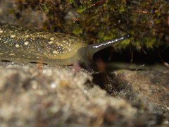 Geomalacus maculosus