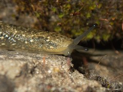 Geomalacus maculosus