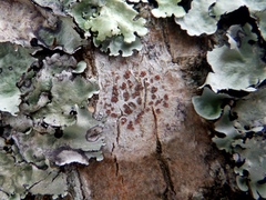 Arthonia cinnabarina