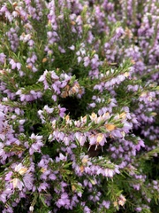 Ericeae
