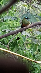 Eumomota superciliosa