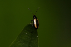 Phyllotreta striolata