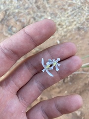 Androstephium breviflorum