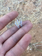 Androstephium breviflorum