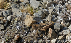 Sigaus australis