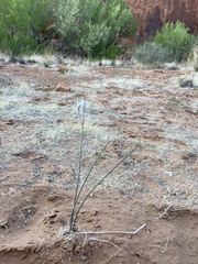 Androstephium breviflorum