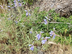 Penstemon heterophyllus purdyi