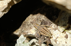 Sigaus australis
