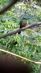 Eumomota superciliosa