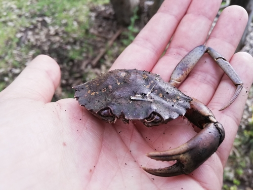 Crabe vert de Méditerranée