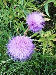 Cheirolophus sempervirens