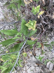 Helianthus debilis image