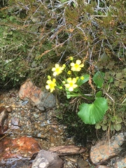 Ranunculus insignis