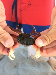Pachygrapsus crassipes