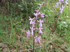 Orchis mascula laxifloriformis