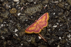 Idaea muricata