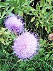 Cheirolophus sempervirens