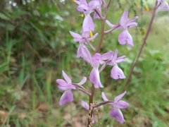 Orchis mascula laxifloriformis