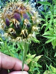 Cheirolophus sempervirens