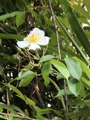 Rosa sambucina