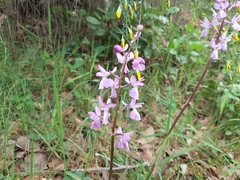 Orchis mascula laxifloriformis