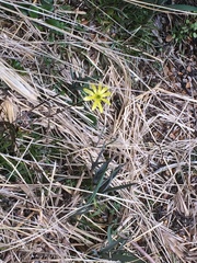 Ranunculus verticillatus