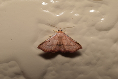 Corgatha pygmaea