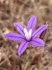 Brodiaea nana