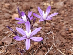 Brodiaea nana