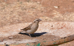 Gymnoris superciliaris