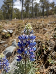 Lupinus altimontanus