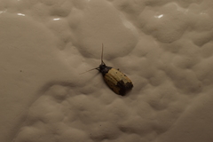 Tyrolimnas anthraconesa