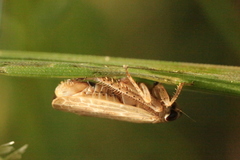 Allygidius abbreviatus