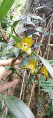 Dendrobium rotundatum