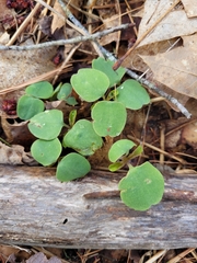 Thalictrum thalictroides