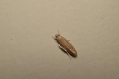 Limnaecia phragmitella