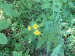 Hieracium scabrum