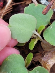 Thalictrum thalictroides