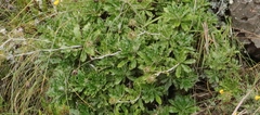 Berkheya rosulata