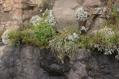 Berkheya rosulata