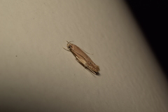 Limnaecia phragmitella